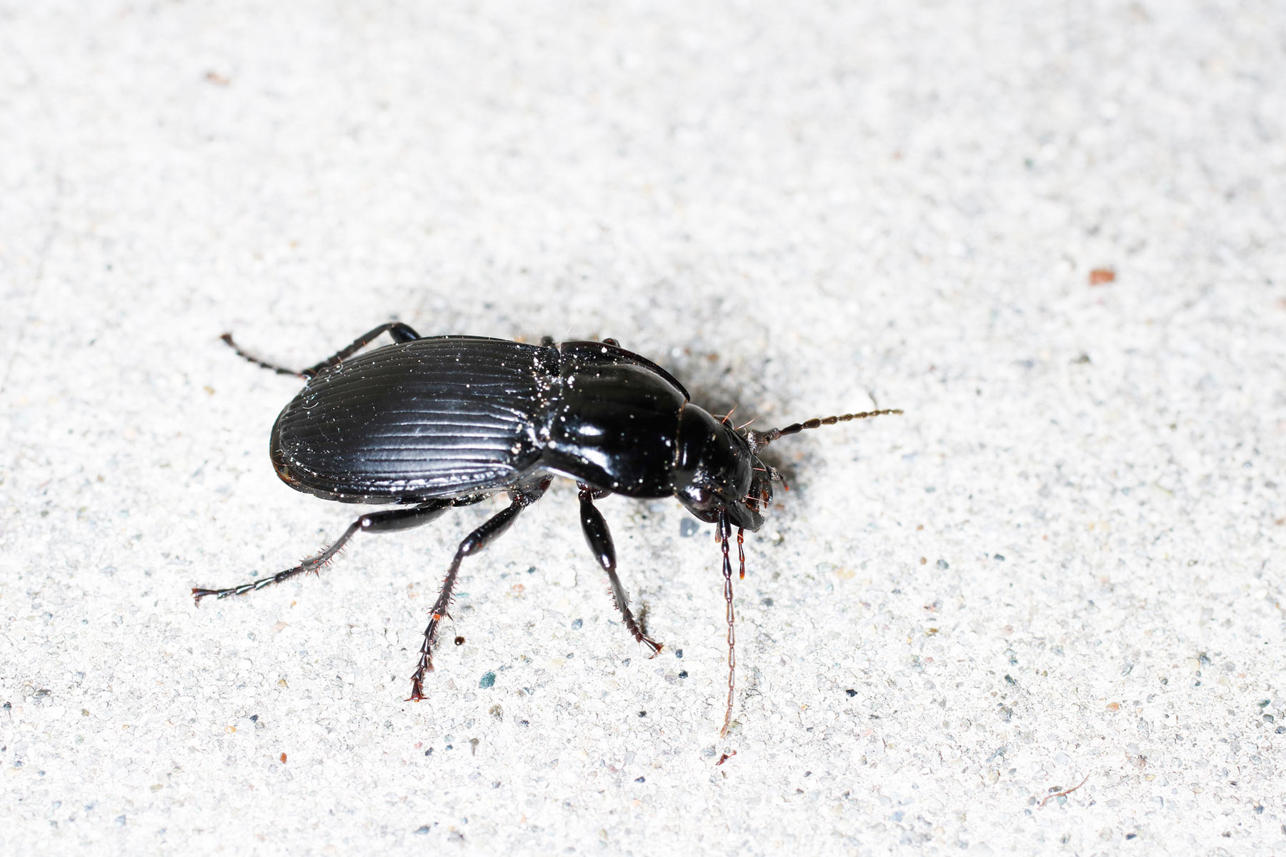 Carabidae: Abax parallelepipedus subpunctatus